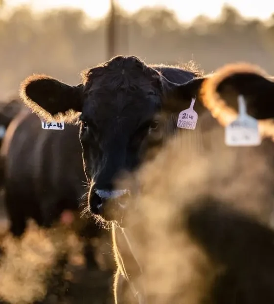Cattle.feedlot